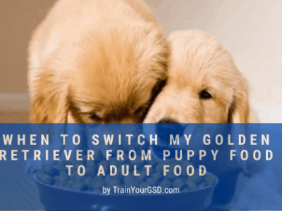 Cuándo cambiar mi Golden Retriever de la comida para cachorros a la